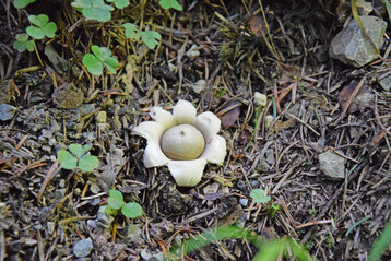 Erdstern (
<i>Geastrum </i>
sp.
)