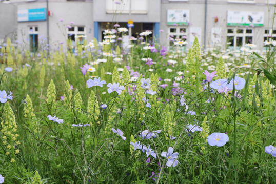 Wildblumenwiese auf einer Natur nah dran-Flche