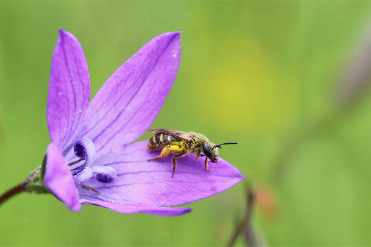 Wildpflanzen wie die Glockenblume bieten Pollen fr Wildbienen.