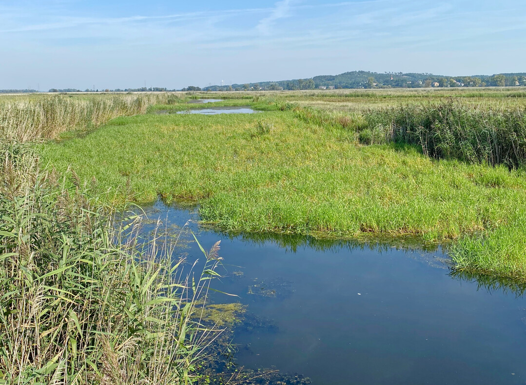 Die Polder der Oder im Nationalpark Unteres Odertal