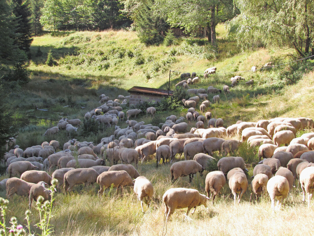 Herde der Wanderschferei Iggelbach beim Zug von einer Weide zur nchsten