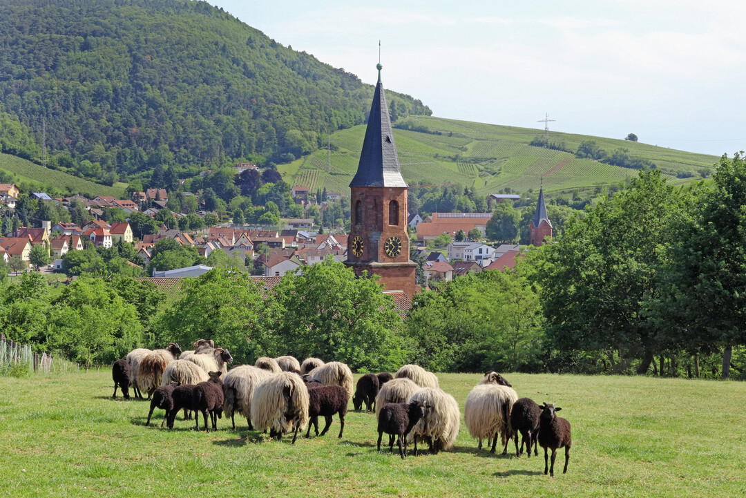 Schafherde beim Weiden