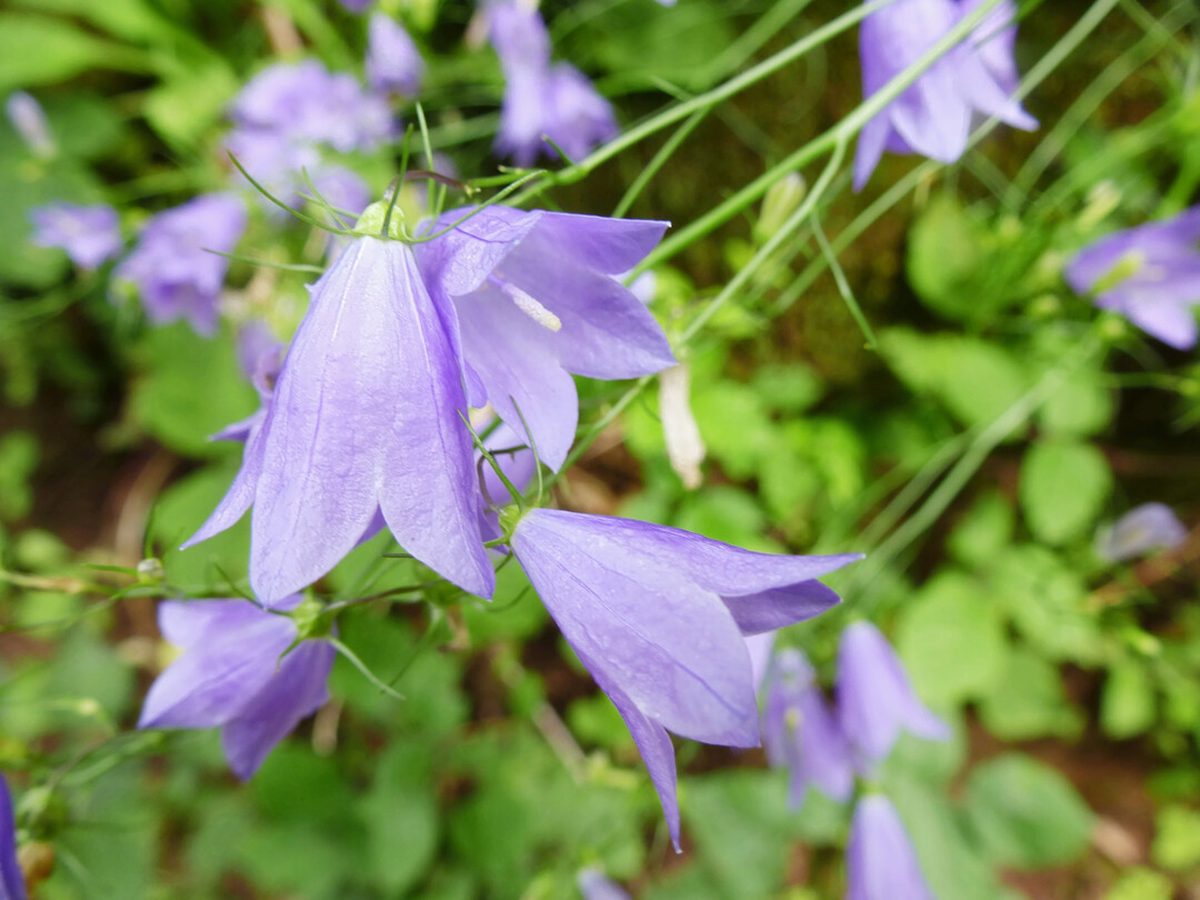 Die Rundblttrige Glockenblume ist eine typische Art der Weiden.