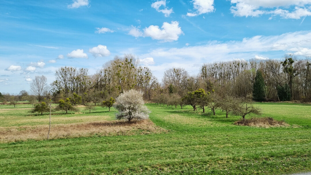 Abb. 8: Mistelbefall auf einer Streuobstwiese im Landkreis Karlsruhe (im Hintergrund erkennt man stark befallene Pappeln entlang des Rheins)