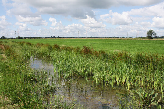Kleingewässer im Bremer Feuchtgrünland mit Röhrichtvegetation