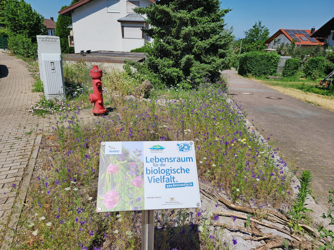 Dieselbe Wiesenflche nach der Umgestaltung in Jahr 1...