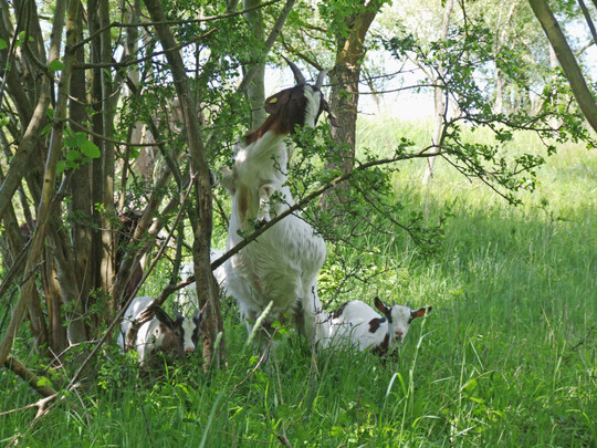 Ziegen klettern gerne auch in Gehlze, um die Rinde abzuschlen.