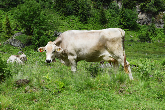 Braunvieh in den Alpen