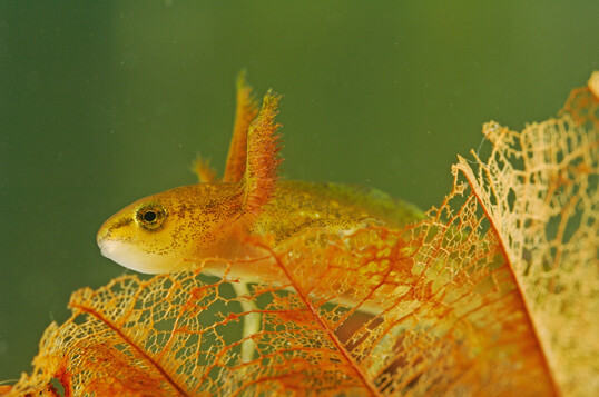 Larve des Kammmolchs (
<i>Triturus cristatus</i>
): Die Larven wachsen whrend ihrer etwa viermonatigen Entwicklungszeit bis zu einer Gre von acht Zentimetern heran.