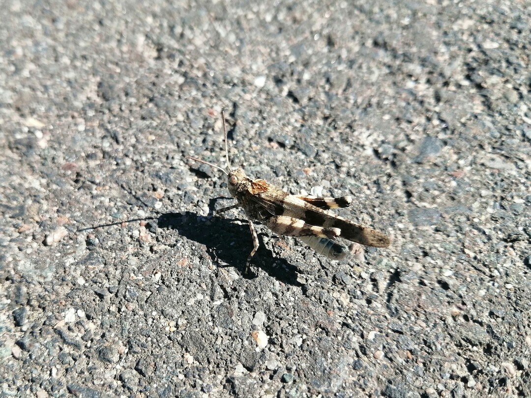 Die von einem Rckgang betroffene Blauflgelige dlandschrecke (Oedipoda caerulescens) kann in den offenen Bodenstellen mit sandigen Bereichen (Sandlinsen) ihre Eier ablegen.