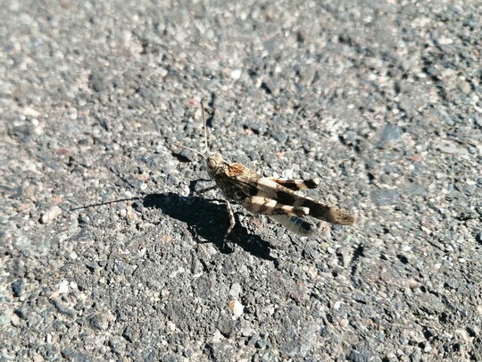 Die von einem Rckgang betroffene Blauflgelige dlandschrecke (Oedipoda caerulescens) kann in den offenen Bodenstellen mit sandigen Bereichen (Sandlinsen) ihre Eier ablegen.