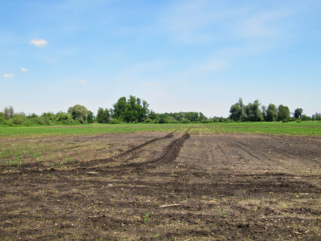 The total area of organic soils (essentially fens and peatbogs) in Germany is approximately 1.8 million hectares; that is 5% of the total area. More than 90% of this has been drained and is partly used for highly intensive farming (including arable farming). Only around 4% of the organic soils are in a near-natural state. In terms of habitats associated with peatlands, only 2% are intact. Peatlands account for around 13.5% of agricultural land (1.5 of 16.6 million hectares) but are responsible for around 37% of greenhouse gas emissions from agriculture  a total of around 53 million tonnes of CO2 equivalents or around 7% of total German greenhouse gas emissions. The photograph shows large-scale corn cultivation on fens in the Bavarian Donaumoos near Leipheim (Bayern). 