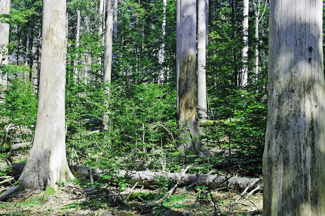 If the dead trees remain where they fall, then, without human intervention, structurally diverse and often species-rich mixed forest stands develop, as here in the Bavarian National Park. The implementation of the NRR must allow for such natural dynamics to a much greater extent than before  with positive effects on biodiversity, nutrient and water balance, and land-based climate protection. 