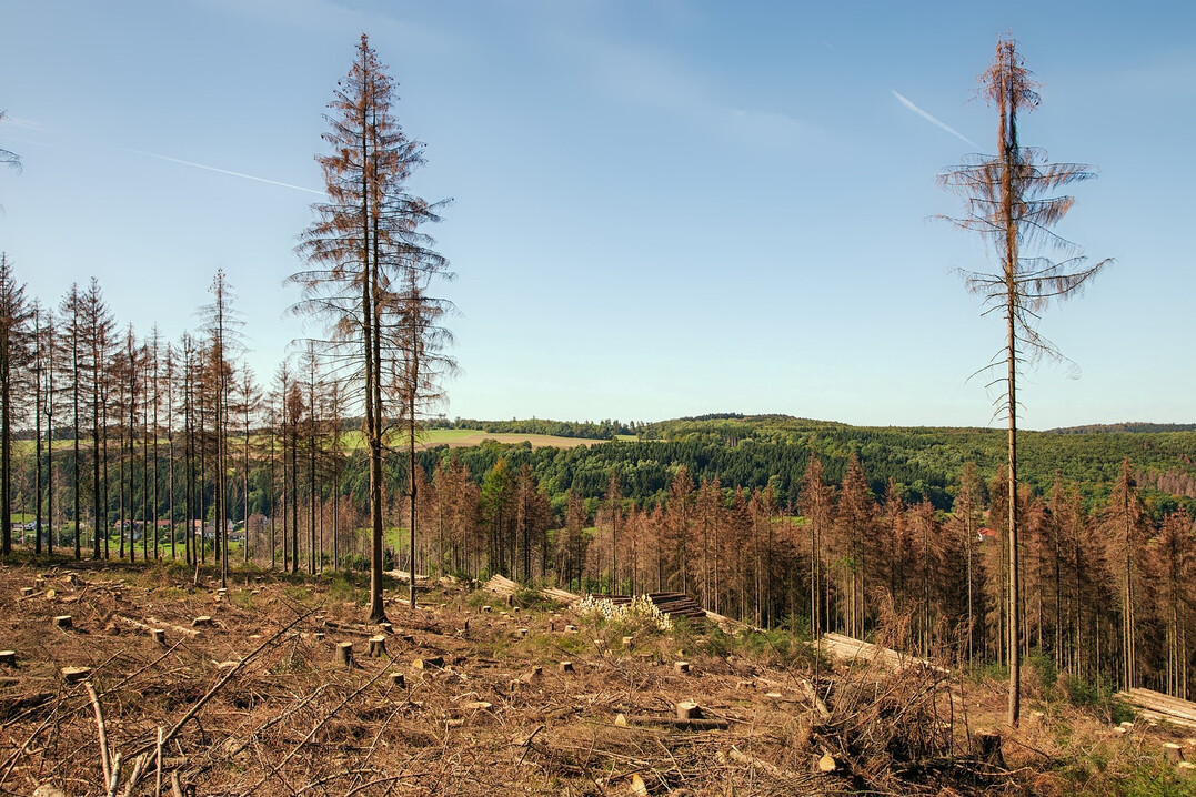 Between 2017 and 2002, around 600,000 hectares of forest, mainly spruce forests, died back in Germany as a result of drought, stress and subsequent calamities. In some regions, old beech forests with habitat status were also affected. With temperatures continuing to rise rapidly, this will not remain an isolated phenomenon. This fact must also be taken into account when designing the NRR restoration plans. The photo shows dead spruce forests in the Egge mountains (North Rhine-Westphalia). 