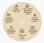 Abb. 1: Areas of action covered in Articles 4, 5 and 8 - 12 of the Nature Restoration Regulation (NRR).
