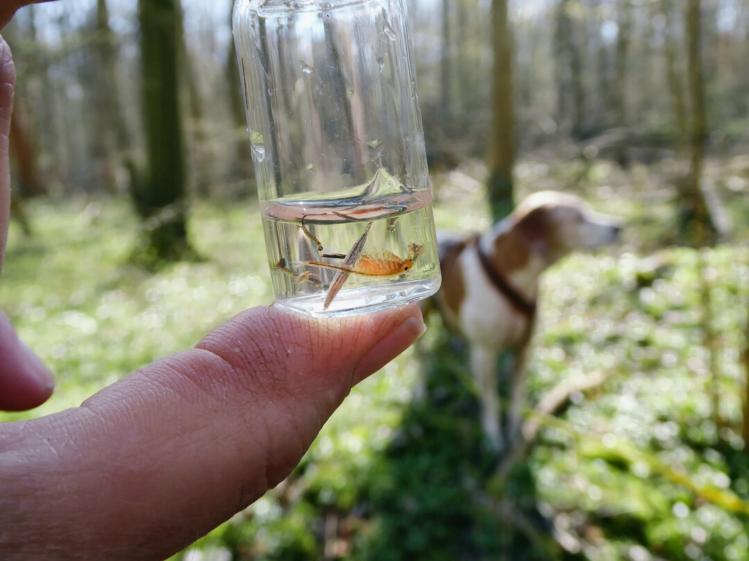 Frühjahrskiemenfuß (
<i>Eubranchipus grubii</i>
)
