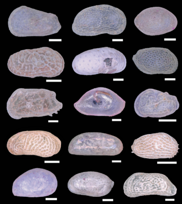 Kalkschalen verschiedener Muschelkrebse aus dem Umlalazi stuar in Sdafrika. Die Mastabsbalkenlnge entspricht jeweils 100 Mikrometer.
