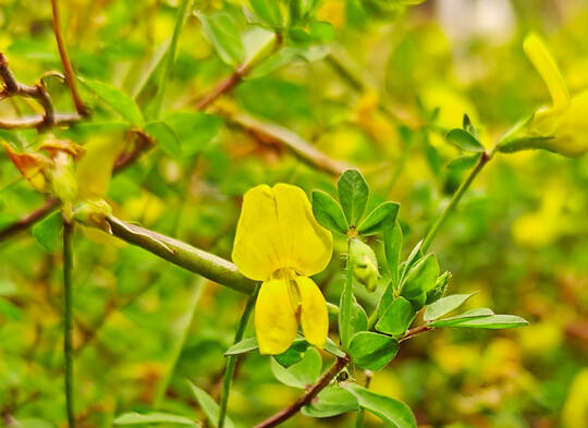 <i>Lotus japonicus</i>
-Blten