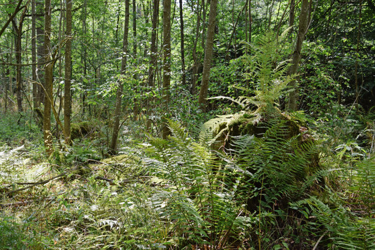 Laubmischwald mit Farnen