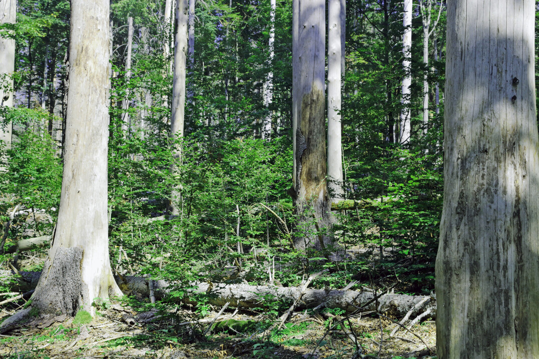 Bleiben die abgestorbenen Bume auf der Flche, entwickeln sich ohne Eingreifen des Menschen struktur- und in der Regel artenreiche Mischwaldbestnde, wie hier im Nationalpark Bayerischer Wald. Die Umsetzung der WVO muss in viel strkerem Mae als bisher solche natrliche Dynamik zulassen  mit positiven Effekten fr Biodiversitt, Nhrstoff- und Wasserhaushalt sowie landgebundenen Klimaschutz.