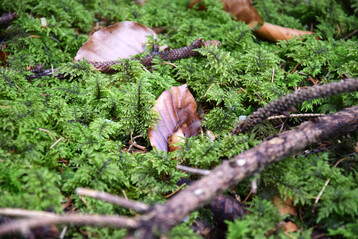 Weiches Kammmoos am Waldboden