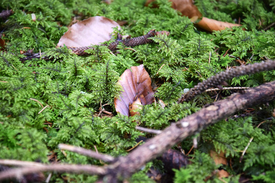Weiches Kammmoos am Waldboden