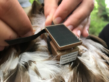 Abb. 2: GPS-GSM-Sender wird mittels Rucksackgeschirr an einem Rotmilan angebracht. 