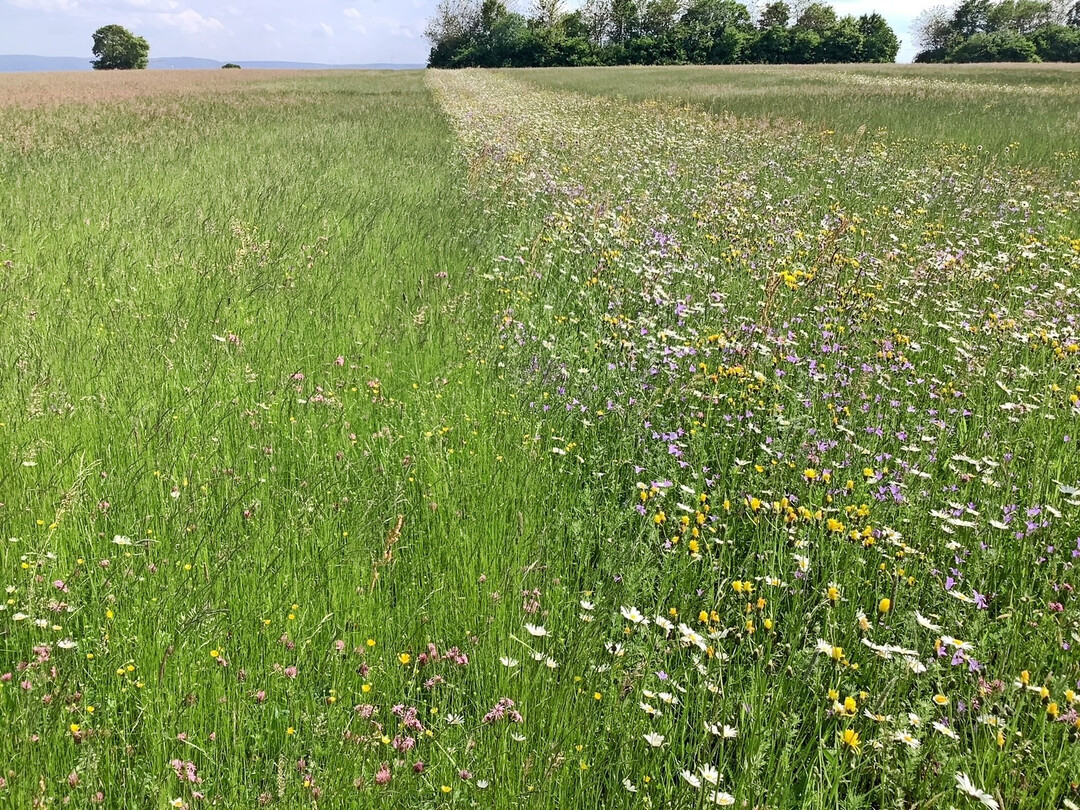 Grnlandrenaturierung auf der Ostalb