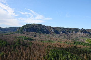 Wald mit hohem Totholzanteil in der Schsischen Schweiz