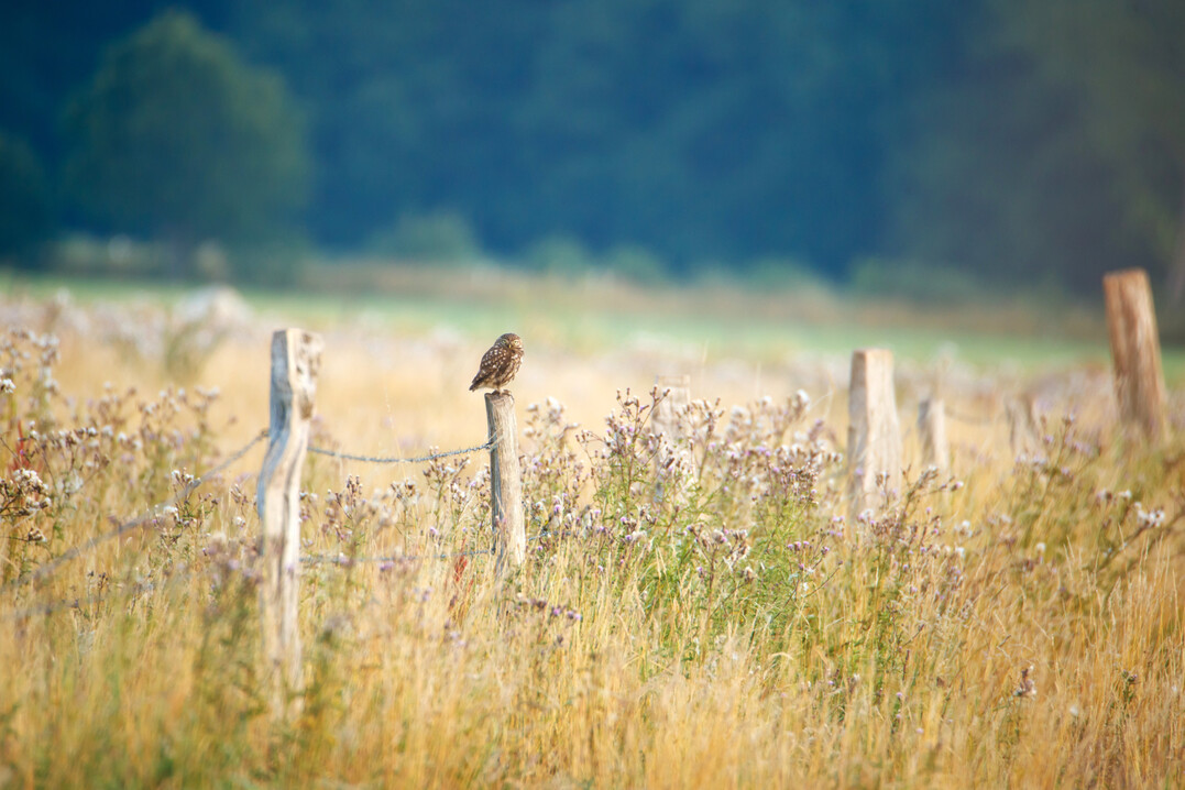 Die Kompensationsflächen des Unternehmens können zahlreichen Tierarten helfen: dem Steinkauz beispielsweise.