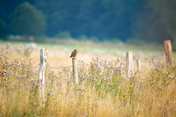 Die Kompensationsflchen des Unternehmens knnen zahlreichen Tierarten helfen: dem Steinkauz beispielsweise. 