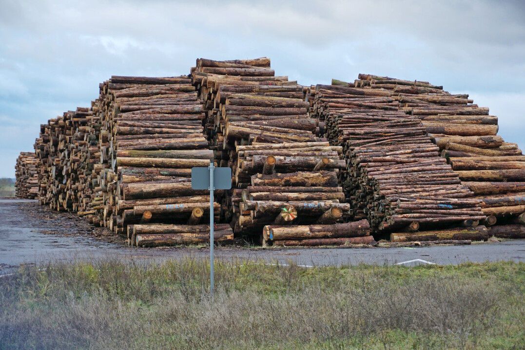 Wood pile at a thermal power plant in Mecklenburg-Western Pomerania. The power plant states on its website that only wood from conservation areas and branch and crown wood is used. 