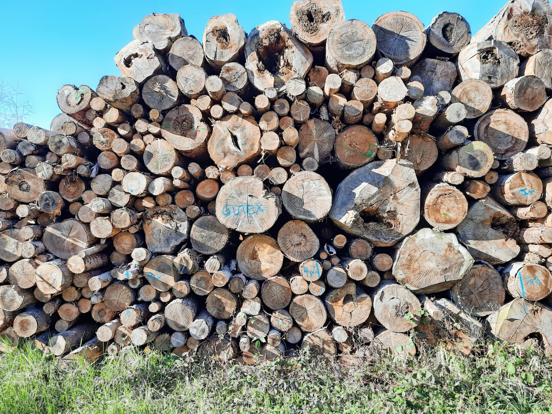 Dieser Holzpolter in einem Hartholzaue-Wald bei Freiburg i. Brsg. mit schlechten stofflichen Qualitten hat folgende Nutzungsoptionen: Entweder wird das Holz direkt zu Hackschnitzeln verarbeitet oder ist Grundlage fr die Pelletproduktion. In diesem Fall geht das Holz in die Dmmstoffproduktion und speichert dort Kohlenstoff fr weitere hunderte Jahre. Leider geht bislang nur ein sehr geringer Anteil von stofflich minderwertigem Holz in derart sinnvolle, klimaschutzfrderliche Verwendungen.