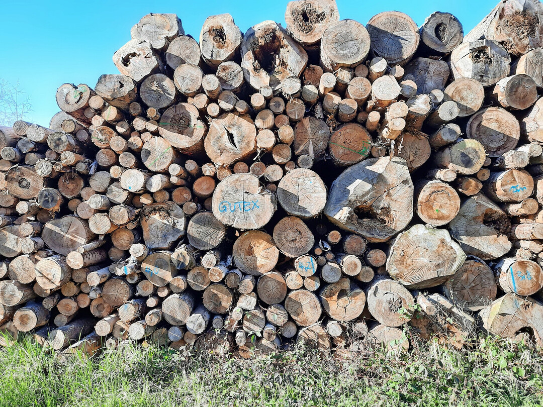For this wood pile with poor material qualities in a hardwood alluvial forest near Freiburg/Breisgau there are normally two options: either the wood is processed directly into wood chips or is the basis for pellet production. In this case, the wood will be used to produce insulation material, where it stores carbon for hundreds of years. Unfortunately, only a very small proportion of low-grade wood has so far been used in such sensible, climate-friendly ways.