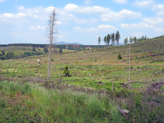 In the Harz Mountains, an estimated 30,000 hectares of spruce forests have died or been damaged by the effects of climate change (drought, calamities, storms). Huge and completely featureless areas, such as here near Knigshtte, which have been created by seemingly endless clear-cutting, currently characterize the Harz. 