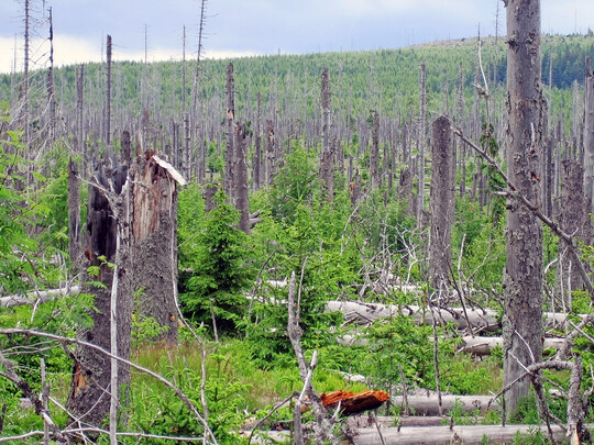 Impressive self-healing processes can also be seen in the non-native spruce afforestation in the Bavarian Forest National Park, which collapsed after storms and subsequent calamities. Such developments would also have been possible in the Harz Mountains if the forestry industry had not opted exclusively for large-scale clearing. 