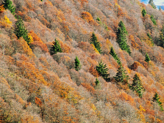Was sich vermutlich natrlich ereignen wird, kann auch waldbaulich gesteuert und untersttzt werden. Die bis in die Hochlagen der Mittelgebirge verschwindenden standortsfremden Fichtenwlder knnen durch Buchenwlder ersetzt werden. Die Buche zeigt in ihren Vorkommensgebieten im Sden von Italien und in den sdlichen Balkanlndern eine hohe epigenetisch verankerte Plastizitt. Sowohl eine natrliche hhenzonale Wanderung als auch das gezielte Einbringen von Pflanzgut aus den sdlichen Vorkommensgebieten an Standorten, wo es keine heimischen Buchen gibt, sind vorstellbare Strategien. Im Bild einer der wenigen natrlichen hochmontanen Buchenwlder am Belchen im Sdschwarzwald. 