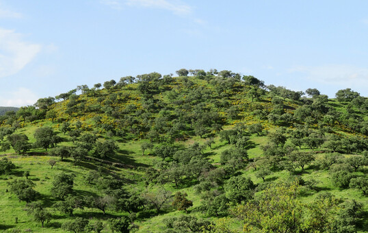 The consequences of climate change will likely be more catastrophic and erratic than we currently imagine. In 50 years at the latest, the forests here in Central Europe will have a completely different appearance and structure. A planned gradual conversion to climate-resilient stands will not be possible or successful everywhere. But in every ending lies a new beginning: perhaps the loose pasture forests of the dehesas in Spain (Extremadura and Andalusia) are blueprints for possible sustainable forests in arid regions such as the Upper Rhine Valley and large parts of Central Germany. 