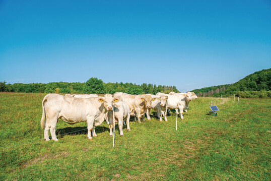 Charolais-Rinder hinter einem Weidezaun