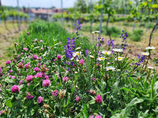 Wiesensalbei, Margeriten und Co.: Auch so knnen Weinberge aussehen.
