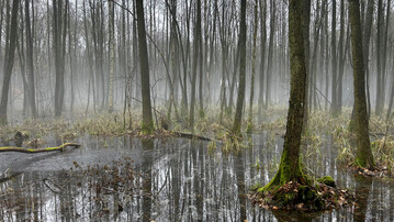 Im Winter berstauter Erlenbruch in Mecklenburg-Vorpommern