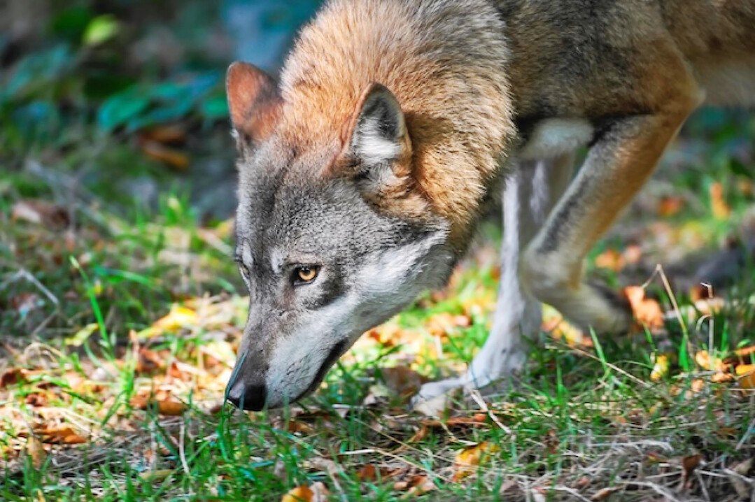 Trophische Informationsflsse sind eine von drei im Artikel beschriebenen Informationsflssen. Sie umfassen Signale, die zwischen Rubern und Beutetieren ausgetauscht werden  zum Beispiel nutzen Wlfe Pfade und Sichtkontakte, um Elche aufzuspren.