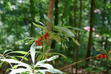 Seidelbast (
<i>Daphne mezereum</i>
) in Laubwald
