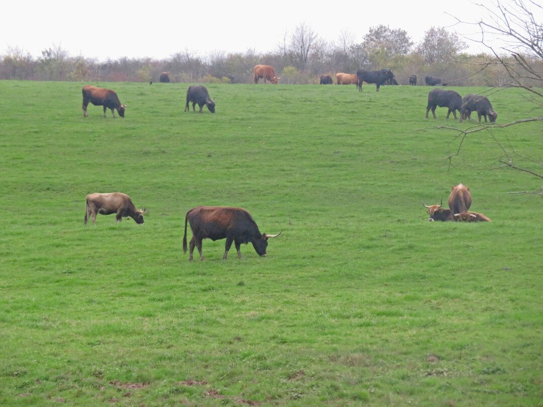 Taurusrinder und Karpatenbffel in der Saarengeti