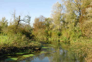Die Donauauen im Frhling