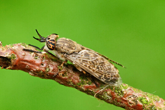 Die Regenbremse (
<i>Haematopota pluvialis</i>
) war zwischen Mai und Juli mit 144 Individuen die hufigste Bremsenart in den Malaise- und Bremsenfallen in Hamburg.