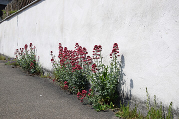 Spontanvegetation am Brgersteig: Wo der Asphalt Lcken hat, wachsen Pflanzen.