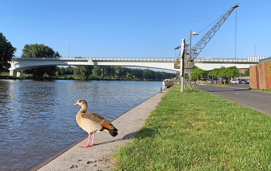Die Nilgans hat sich stark in Deutschland ausgebreitet und macht heimischen Wasservgeln Konkurrenz  dennoch ist der verursachte Schaden bislang nicht systematisch erfasst.