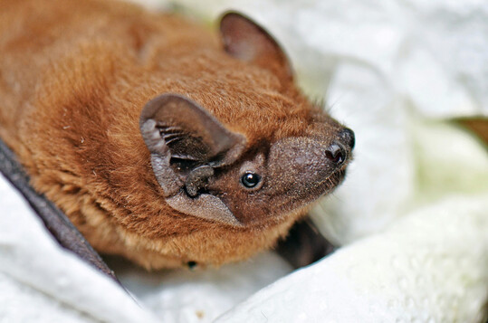 Groer Abendsegler (
<i>Nyctalus noctula</i>
)