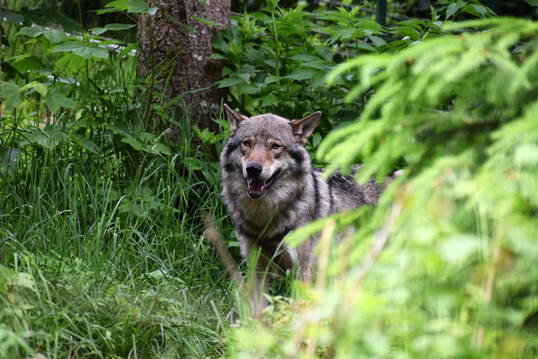 Wolf (
<i>Canis lupus</i>
) im Wolf- und Brenpark Bad Rippoldsau